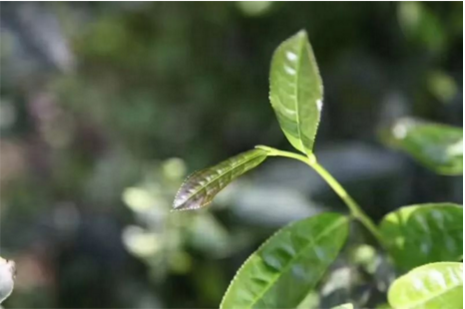 杭州茶艺师职业资格考证培训 杭州茶艺师职业资格考证培训